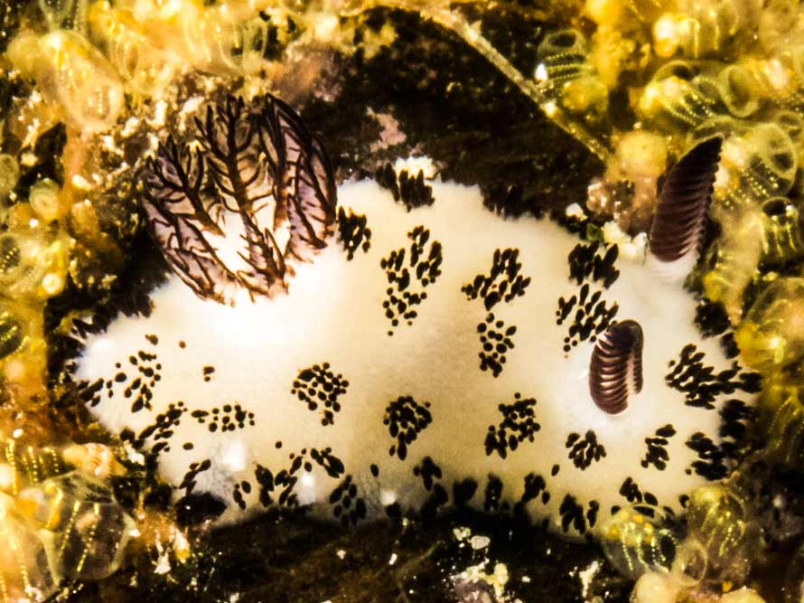 Jorunna funebris